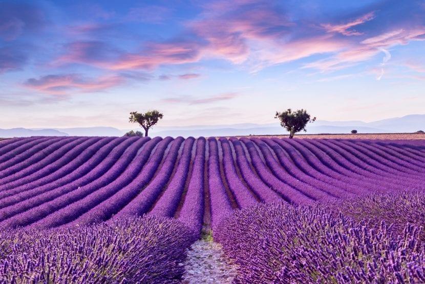 Provence