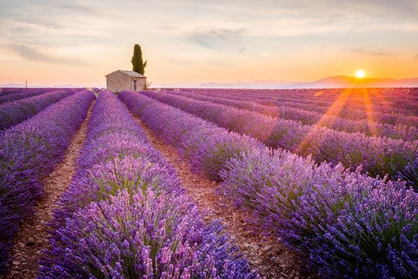 Lavande en Provence