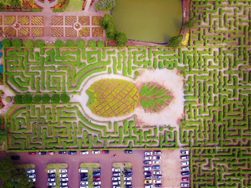 Labyrinthe de l'ananas de Hawaï